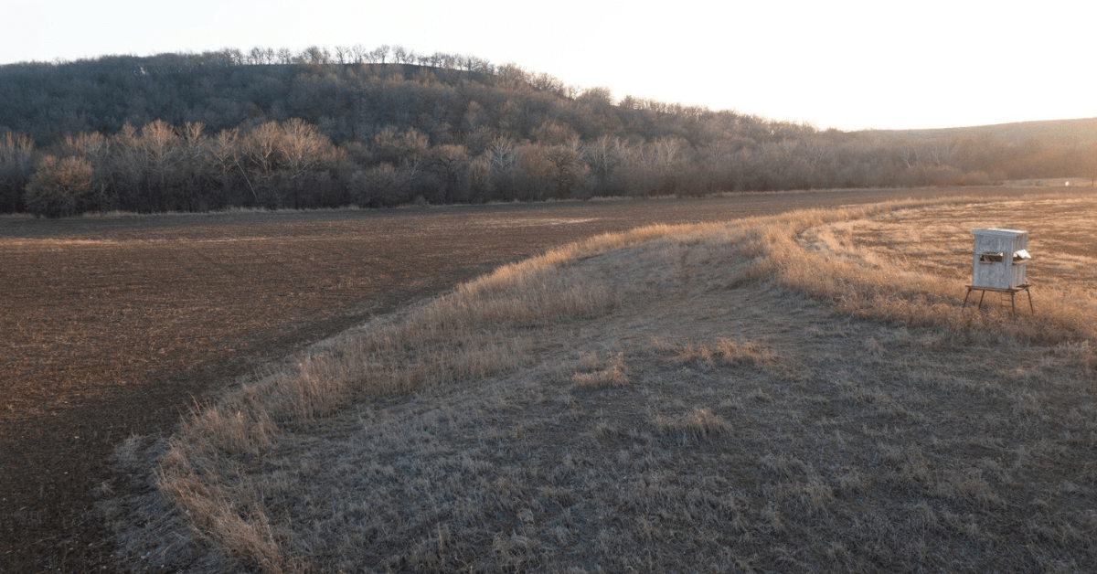 Featured Image for Late-Season Whitetail Food Sources in the Plains